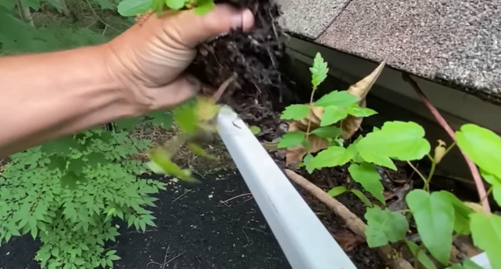 Gutter full of plant growth