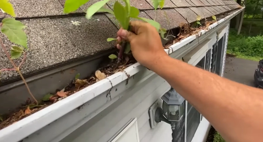 Pulling plants out of gutter