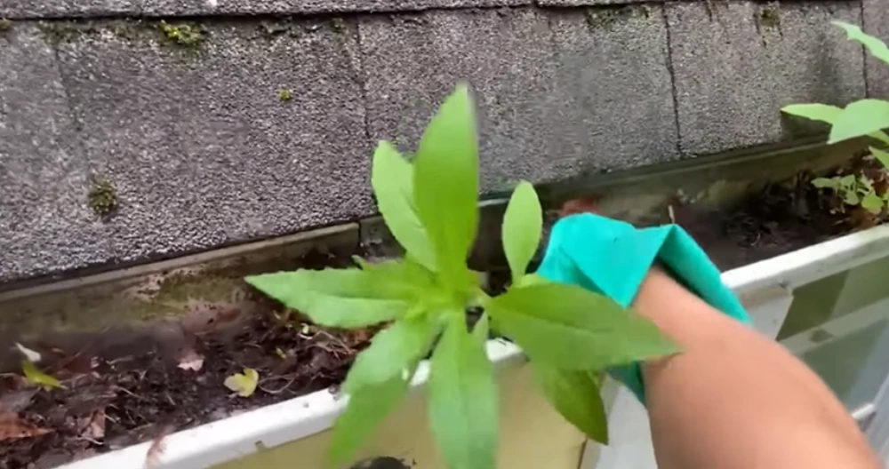 Weed growing in gutter